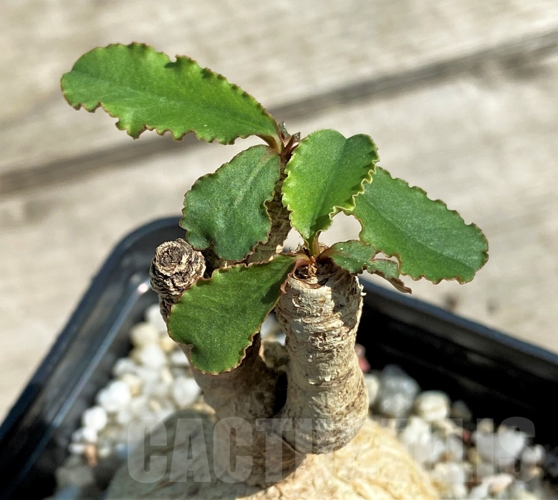 SHPR12922 Euphorbia subapoda