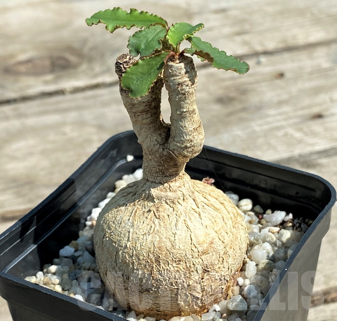 SHPR12922 Euphorbia subapoda - Image 2