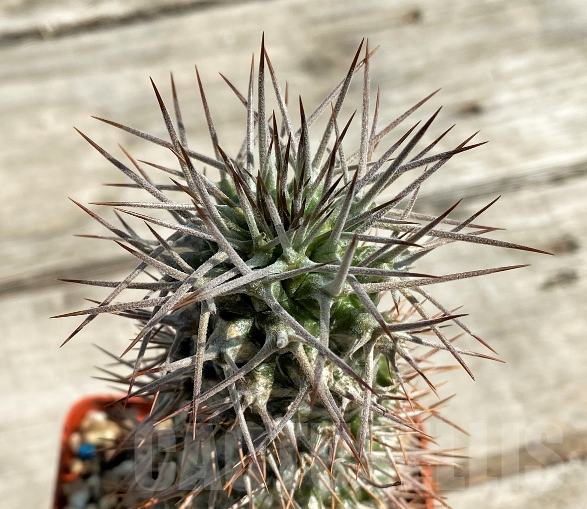 SHPR12923 Pachypodium geayi