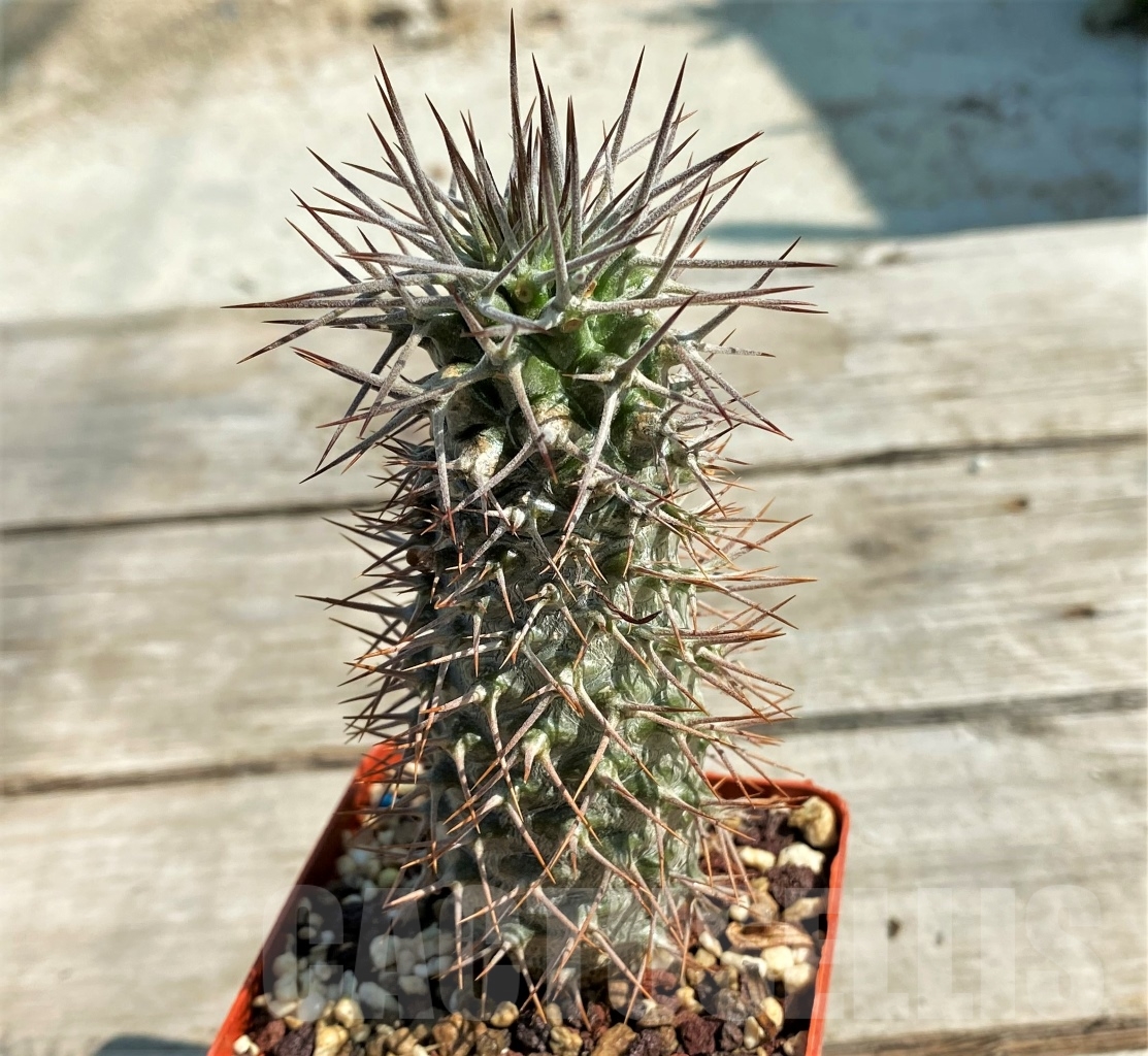 SHPR12923 Pachypodium geayi - Image 2