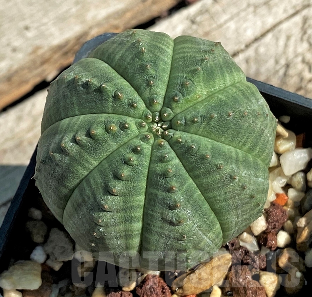 SHPR12924 Euphorbia obesa