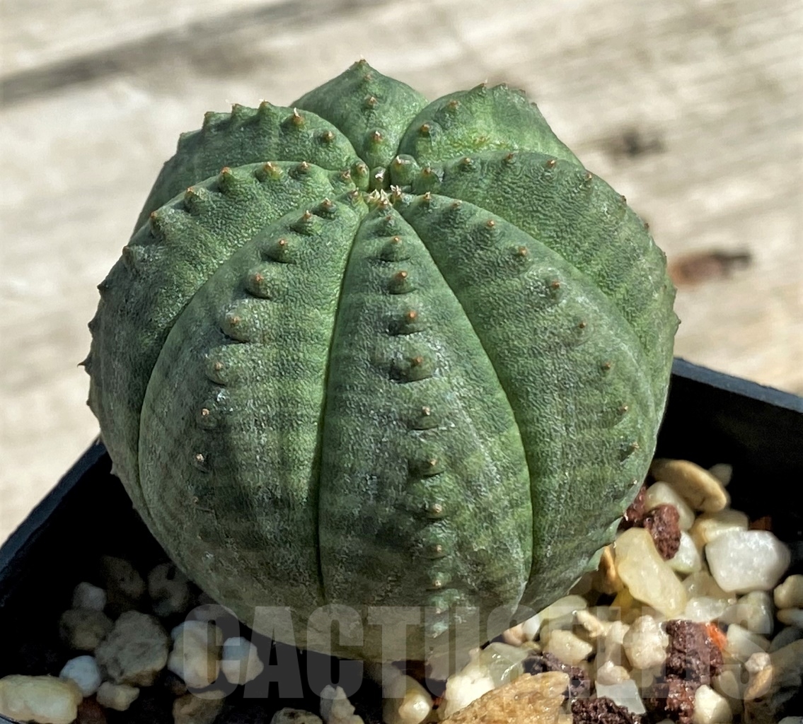 SHPR12924 Euphorbia obesa - Image 2