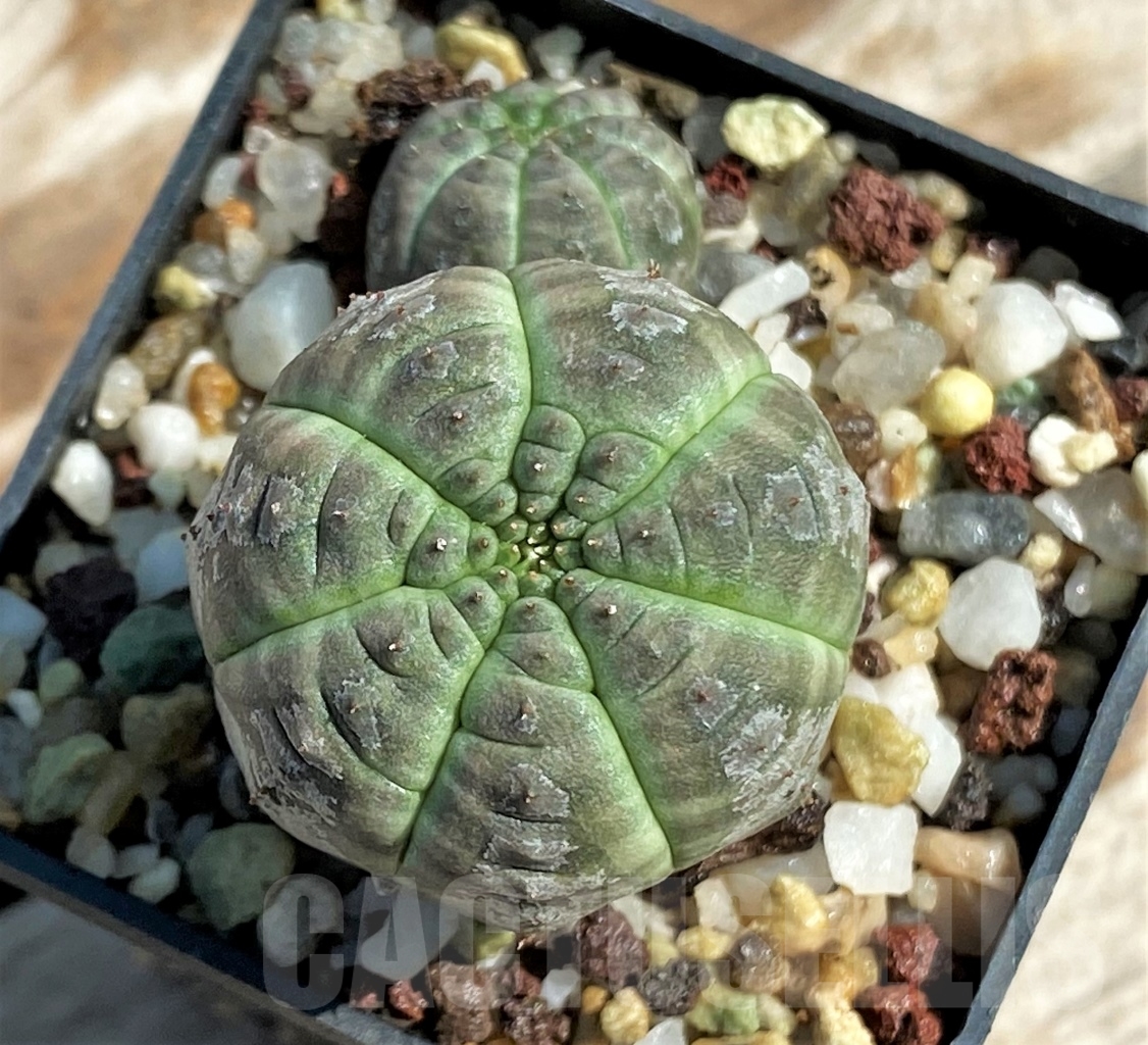 SHPR12926 Euphorbia obesa