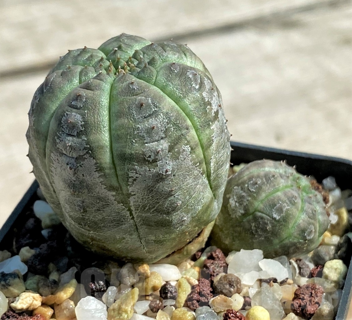 SHPR12926 Euphorbia obesa - Image 2
