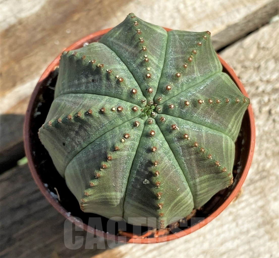 SHPR12927 Euphorbia obesa