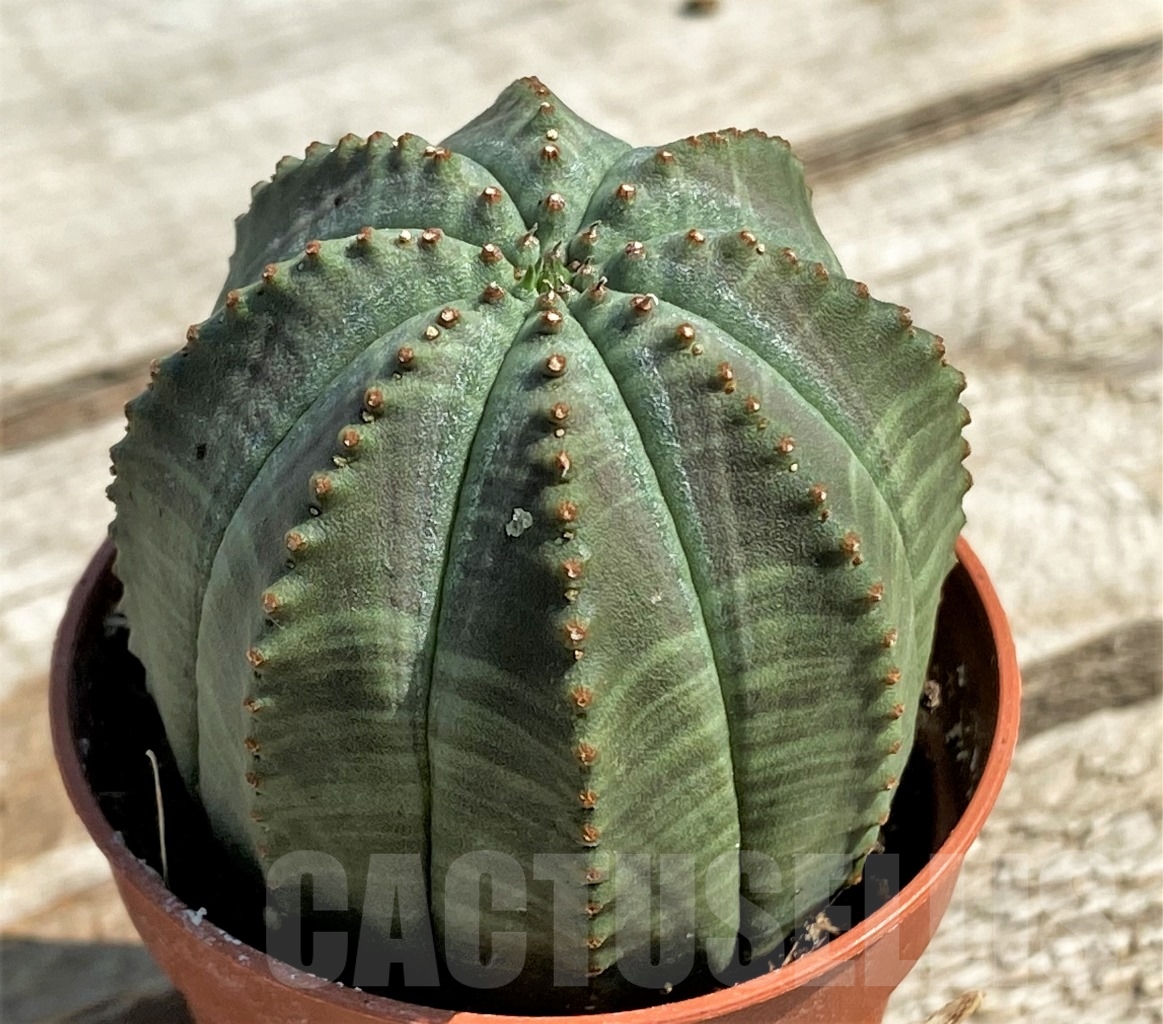 SHPR12927 Euphorbia obesa - Image 2