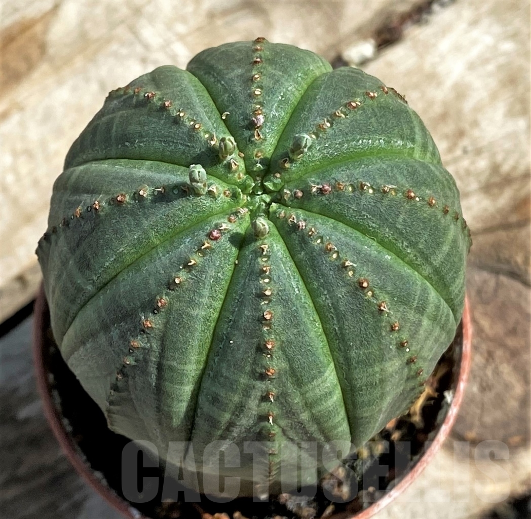 SHPR12929 Euphorbia obesa
