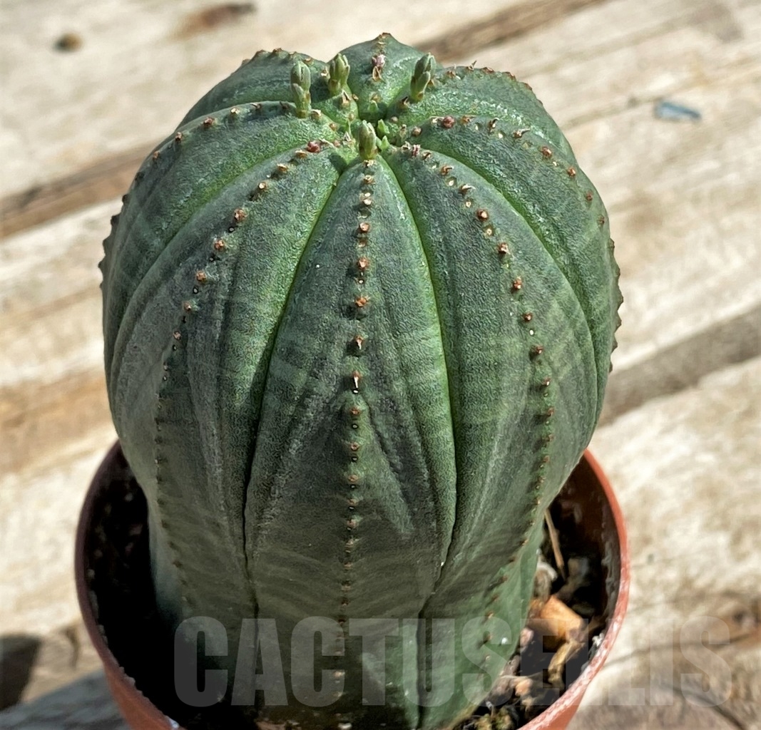 SHPR12929 Euphorbia obesa - Image 2
