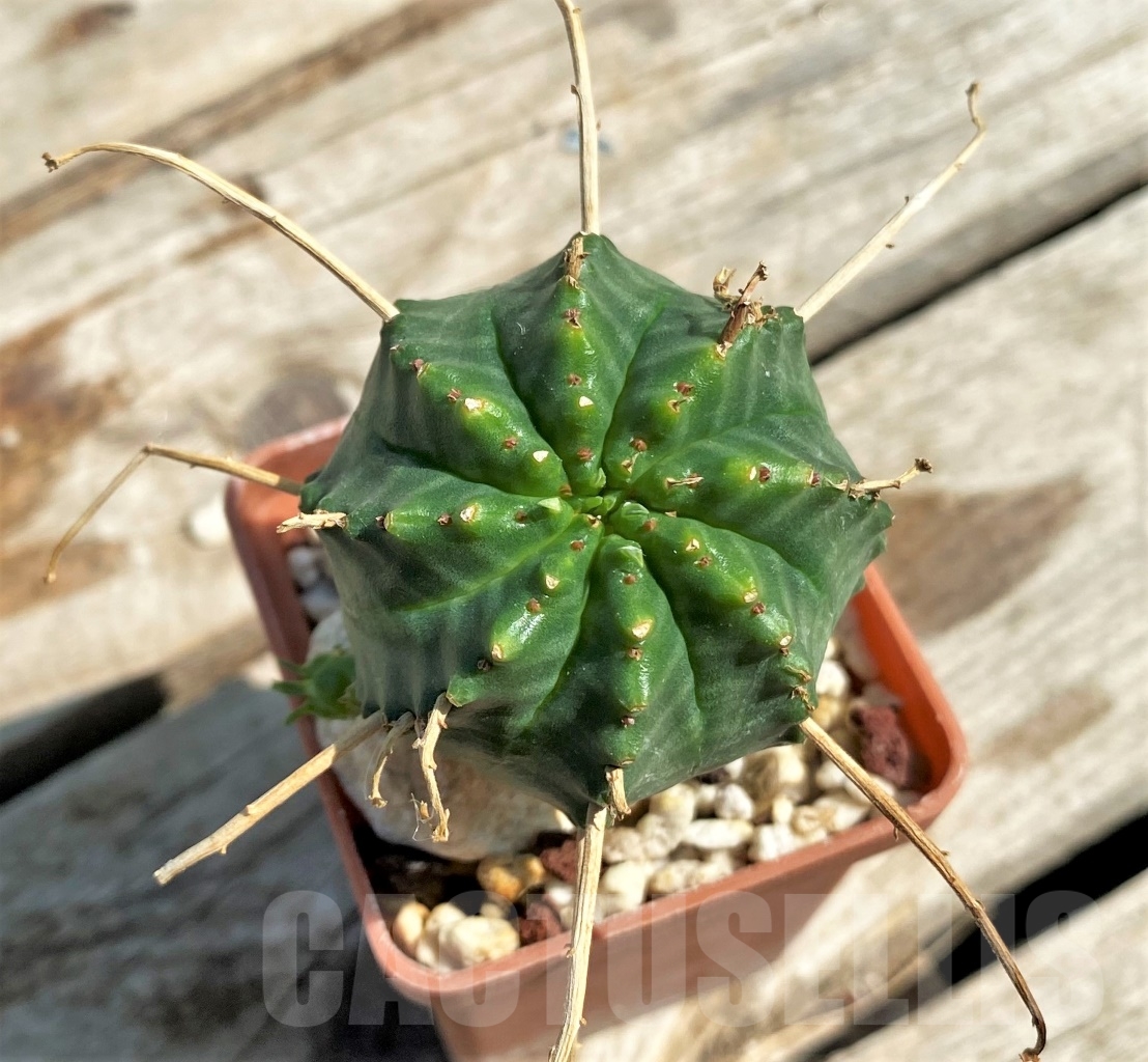SHPR12931 Euphorbia valida hybrid