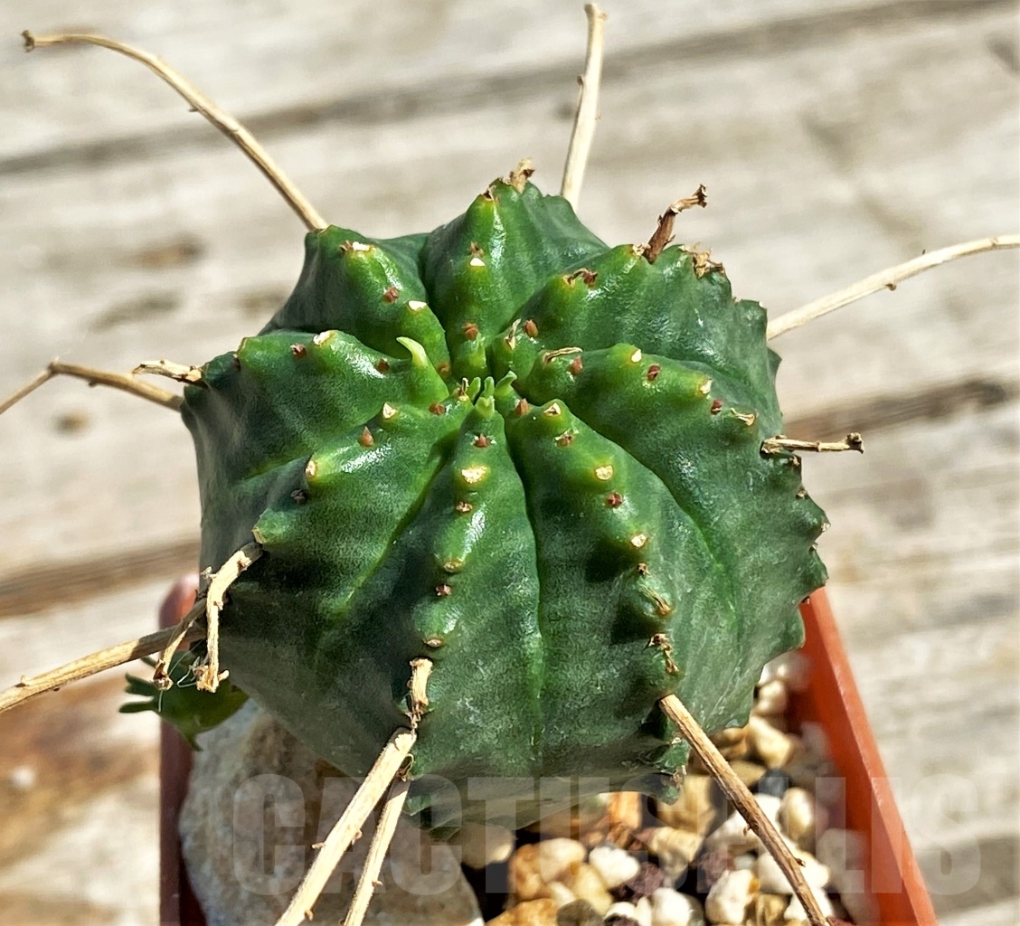 SHPR12931 Euphorbia valida hybrid - Obrázek 2