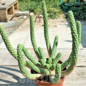 minmi cactuss様40粒 Euphorbia schoenlandii minmi cactuss様40