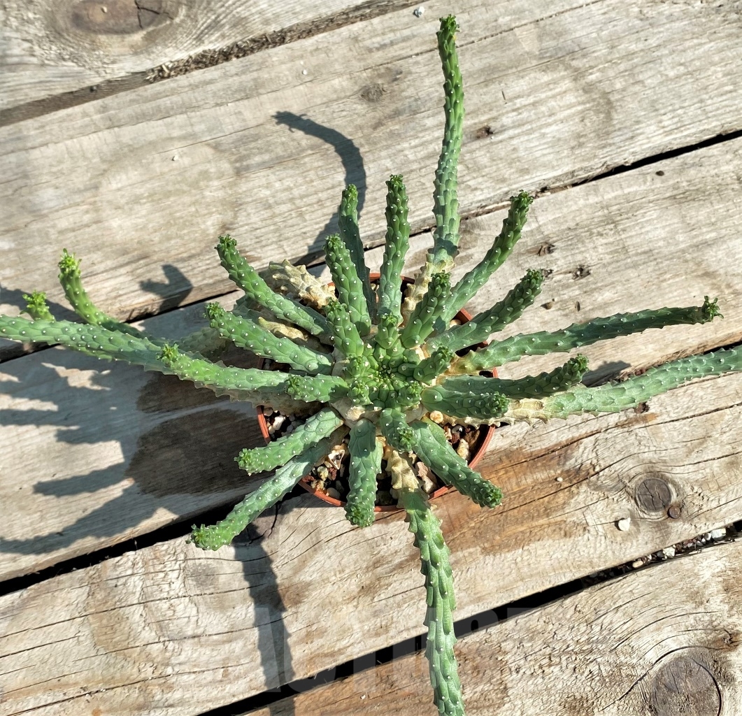 SHPR12934 Euphorbia gorgonis - 画像 (2)