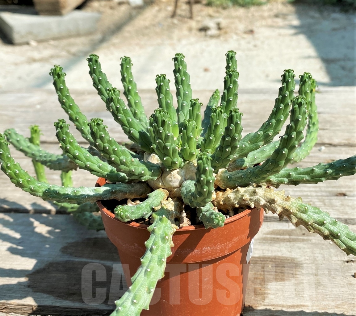 SHPR12934 Euphorbia gorgonis