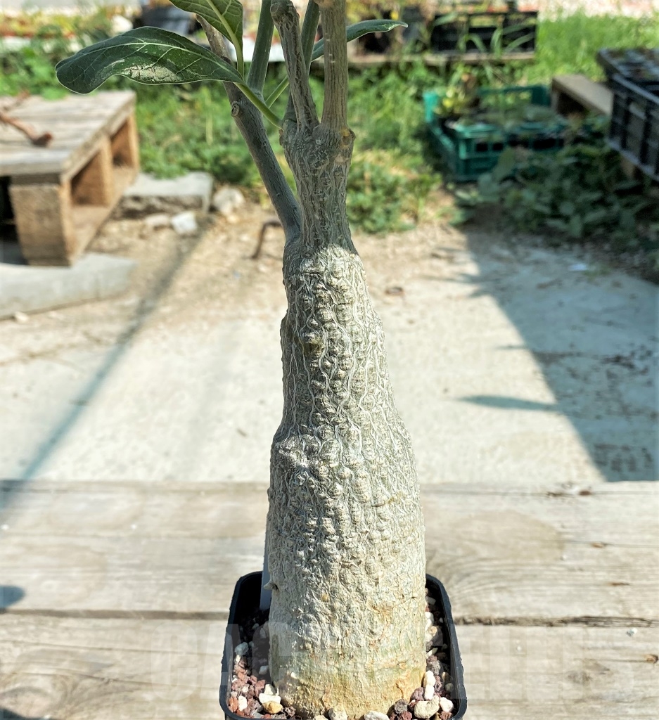 SHPR9889 Fockea multiflora ES 20248 - Image 3