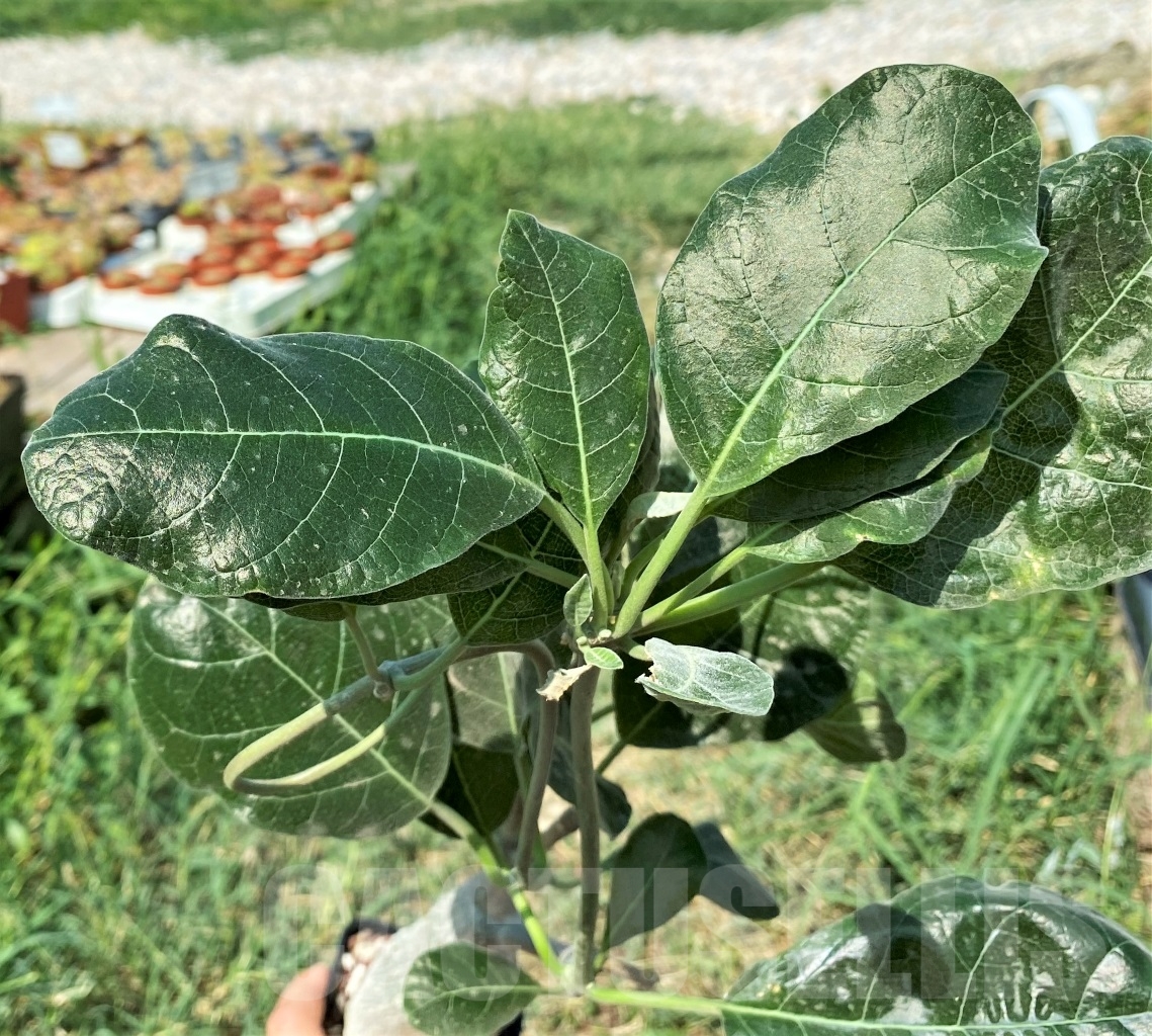 SHPR9889 Fockea multiflora ES 20248