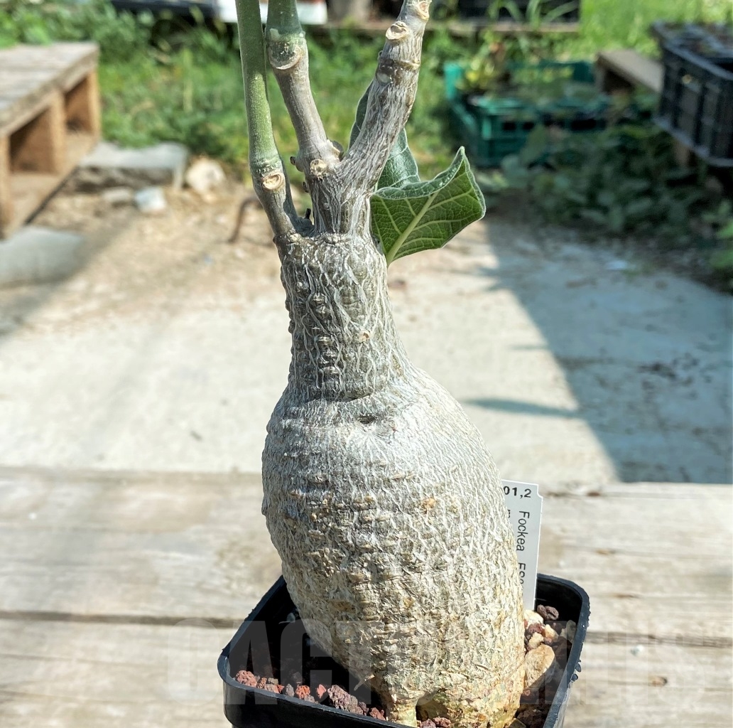 SHPR9890 Fockea multiflora ES 20248 - 画像 (3)