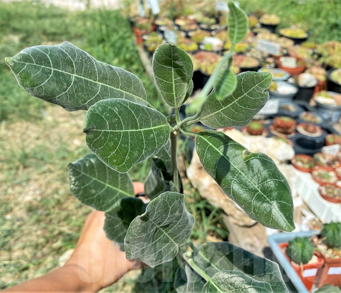 SHPR9890 Fockea multiflora ES 20248