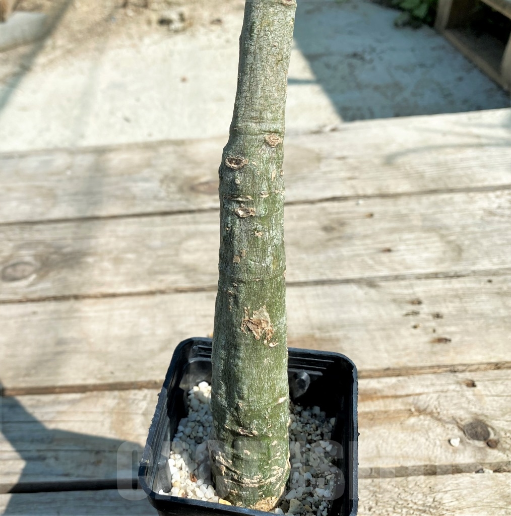 SHPR12935 Adenia sp., crystal epidermis - Image 3