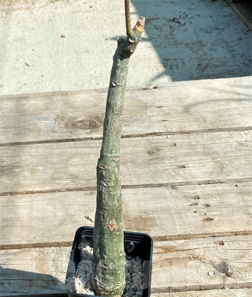 SHPR12935 Adenia sp., crystal epidermis - Image 2