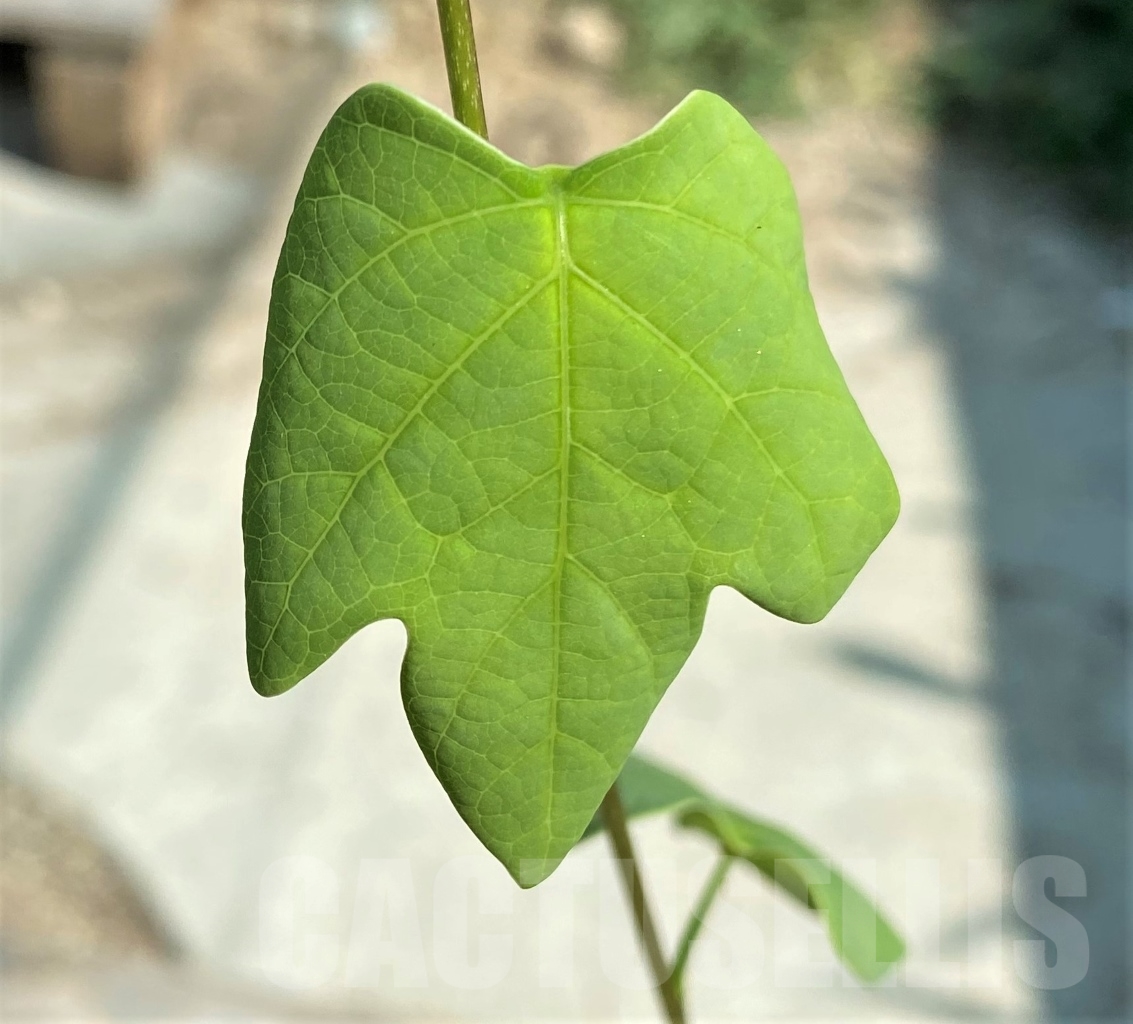 SHPR12935 Adenia sp., crystal epidermis
