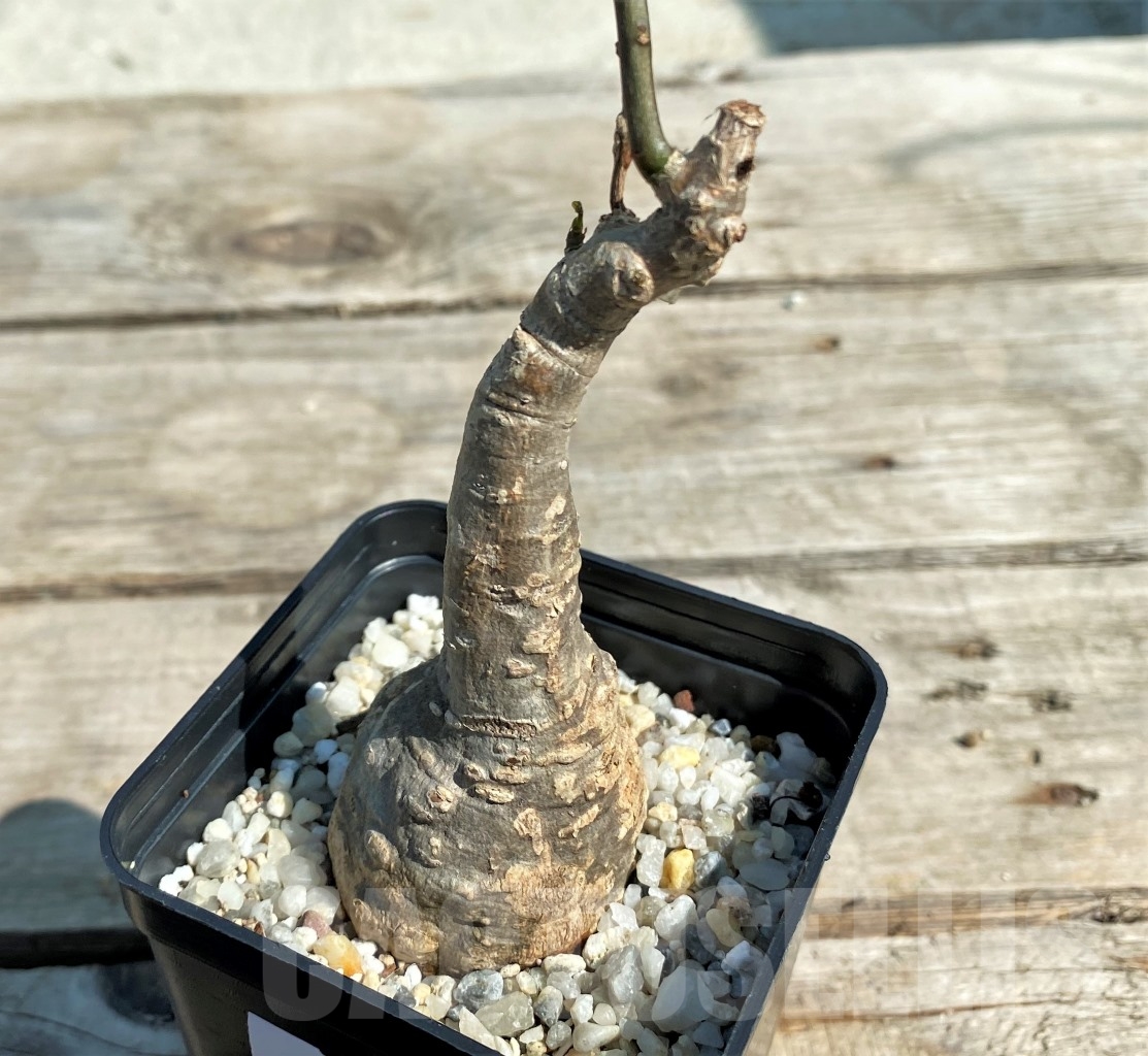 SHPR12936 Adenia epigea - Imagen 2