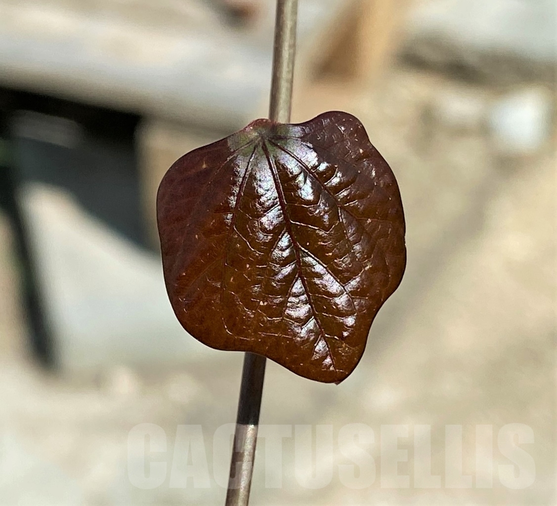 SHPR12936 Adenia epigea