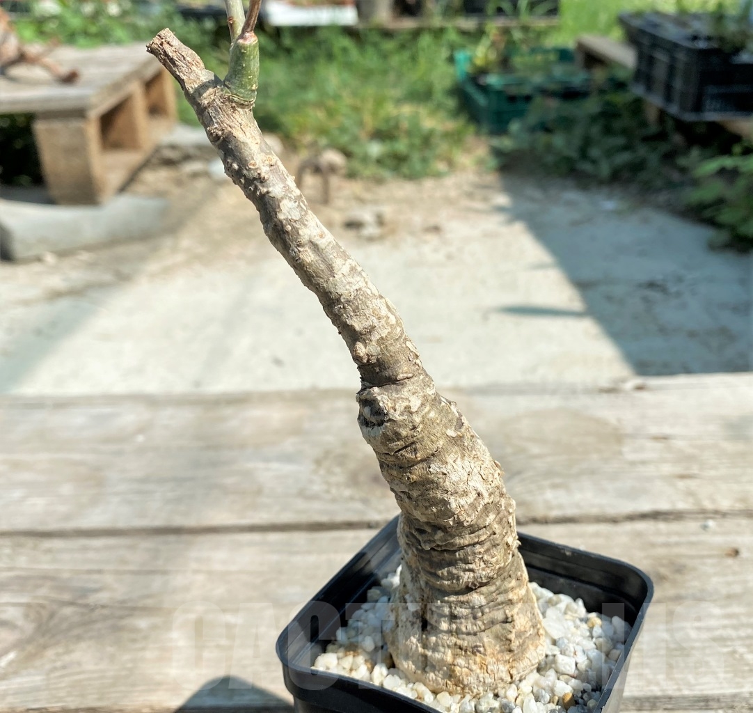 SHPR12937 Adenia epigea - Obrázek 2