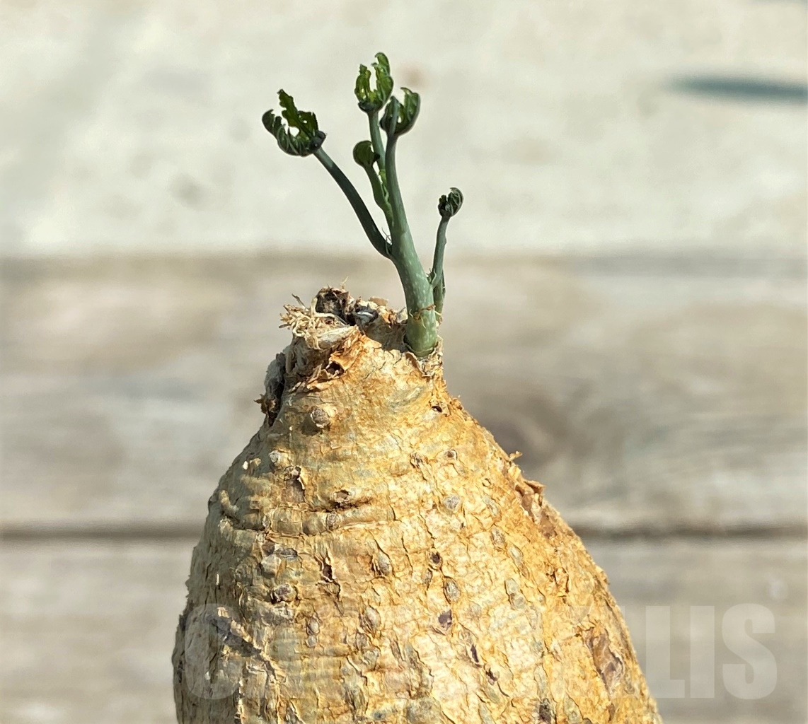 SHPR12938 Adenia metamorpha