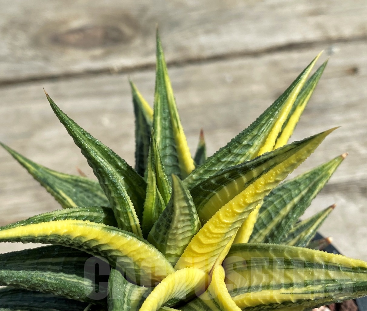 SHPR12940 Haworthia limifolia f. variegata