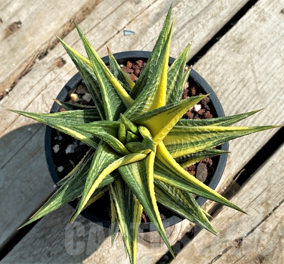 SHPR12940 Haworthia limifolia f. variegata - immagine 2