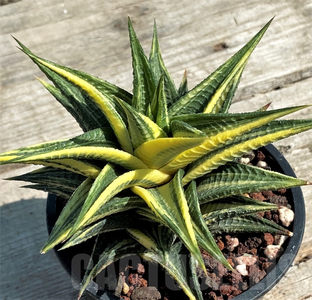 SHPR12940 Haworthia limifolia f. variegata - immagine 3