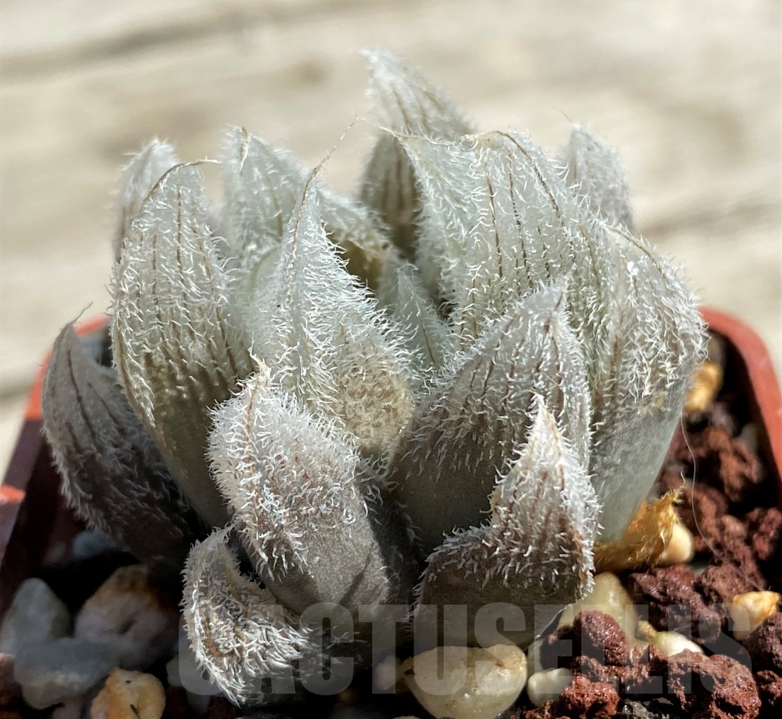 SHPR12942 Haworthia cooperi v. venusta
