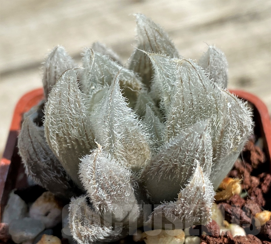 SHPR12942 Haworthia cooperi v. venusta - Obrázek 2