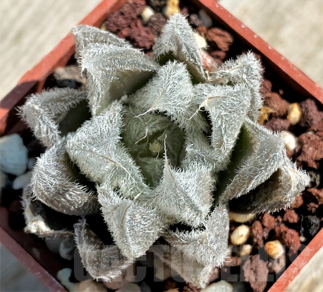 SHPR12942 Haworthia cooperi v. venusta - Obrázek 3