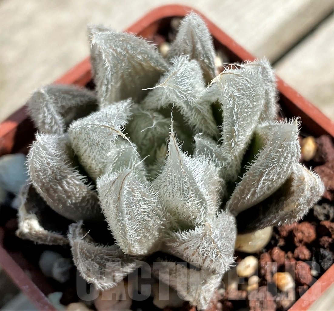 SHPR12942 Haworthia cooperi v. venusta - Obrázek 4