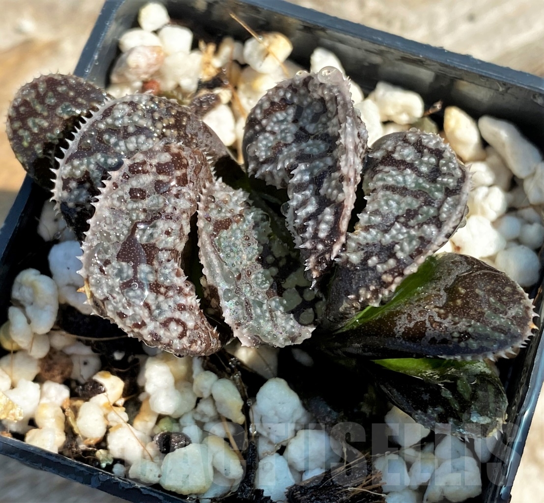 SHPR12944 Haworthia 'Mordor' - Obrázek 2