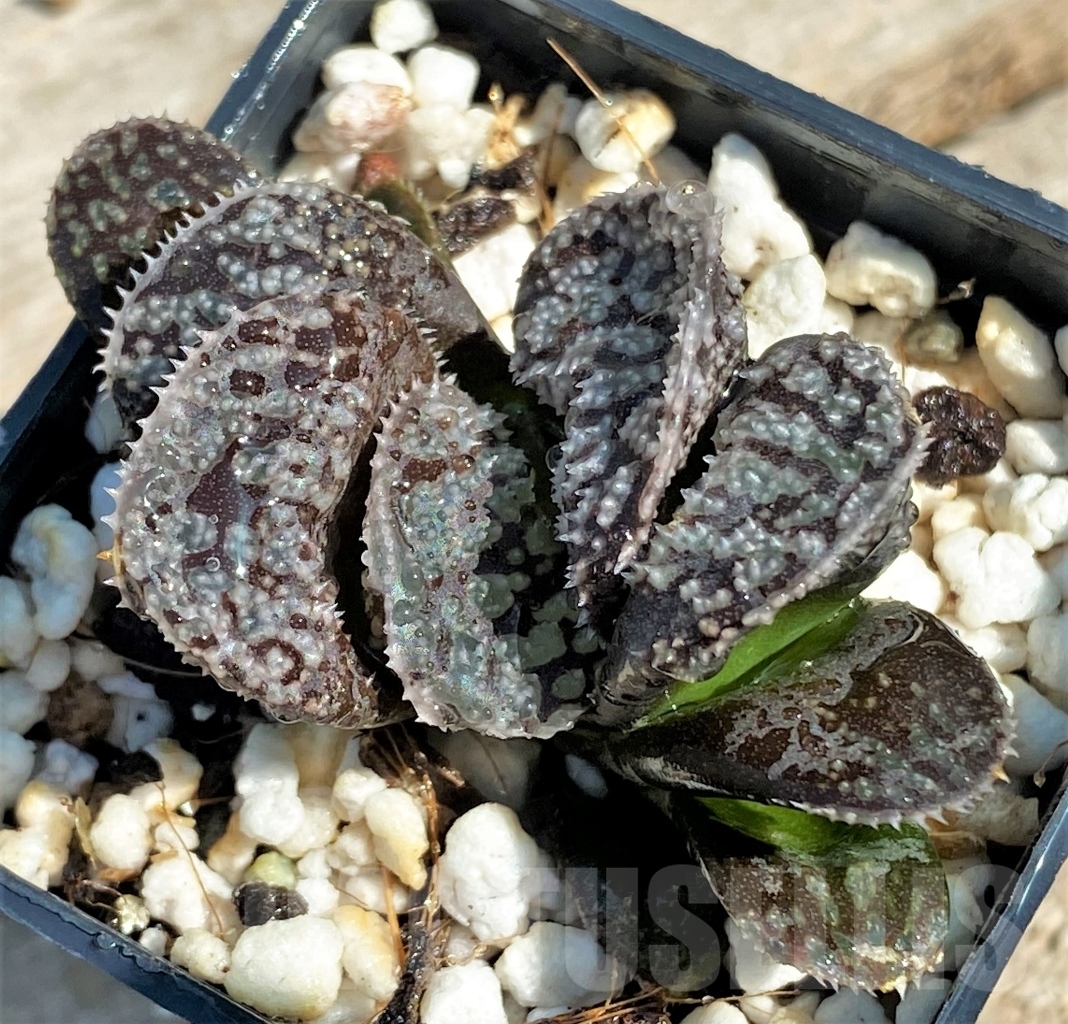 SHPR12944 Haworthia 'Mordor' - Obrázek 3