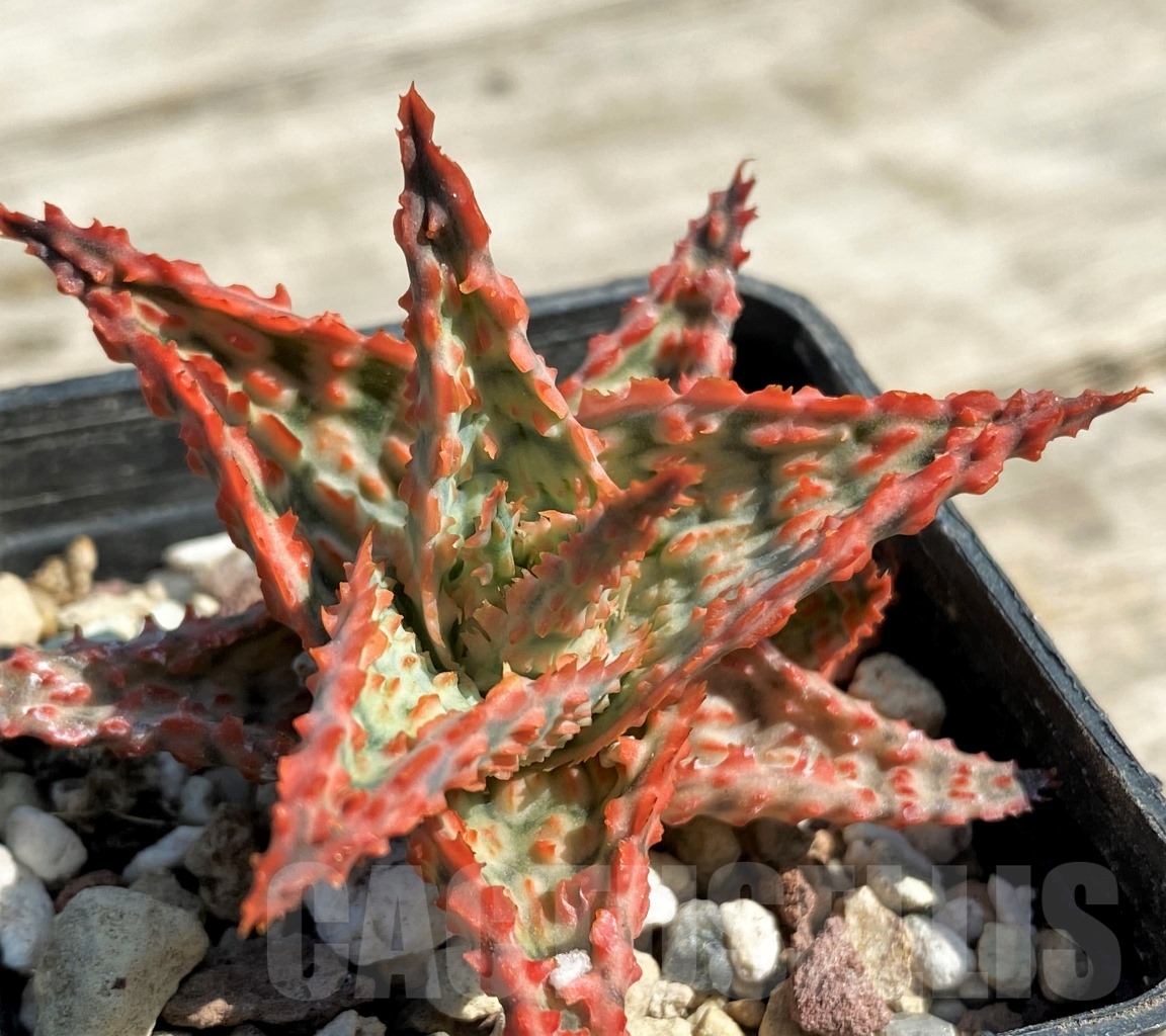 SHPR12947 Aloe hybrid