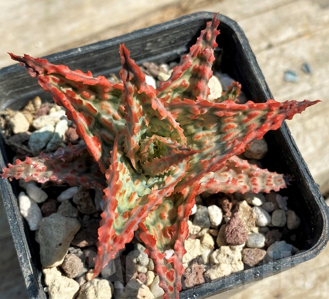 SHPR12947 Aloe hybrid - Image 2