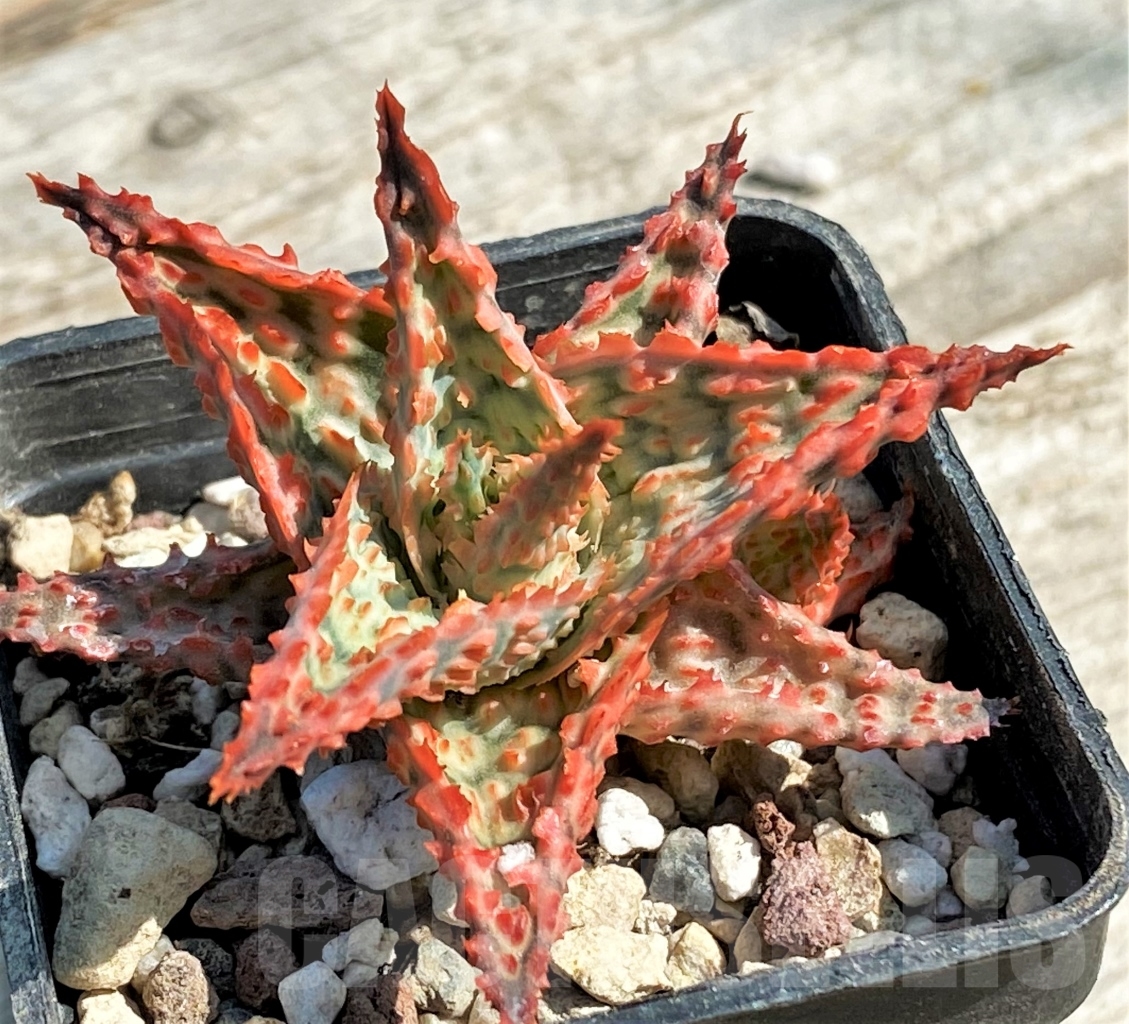 SHPR12947 Aloe hybrid - Image 3