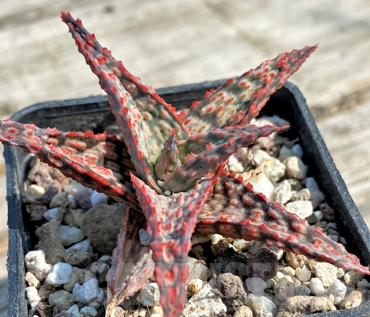 SHPR12948 Aloe hybrid