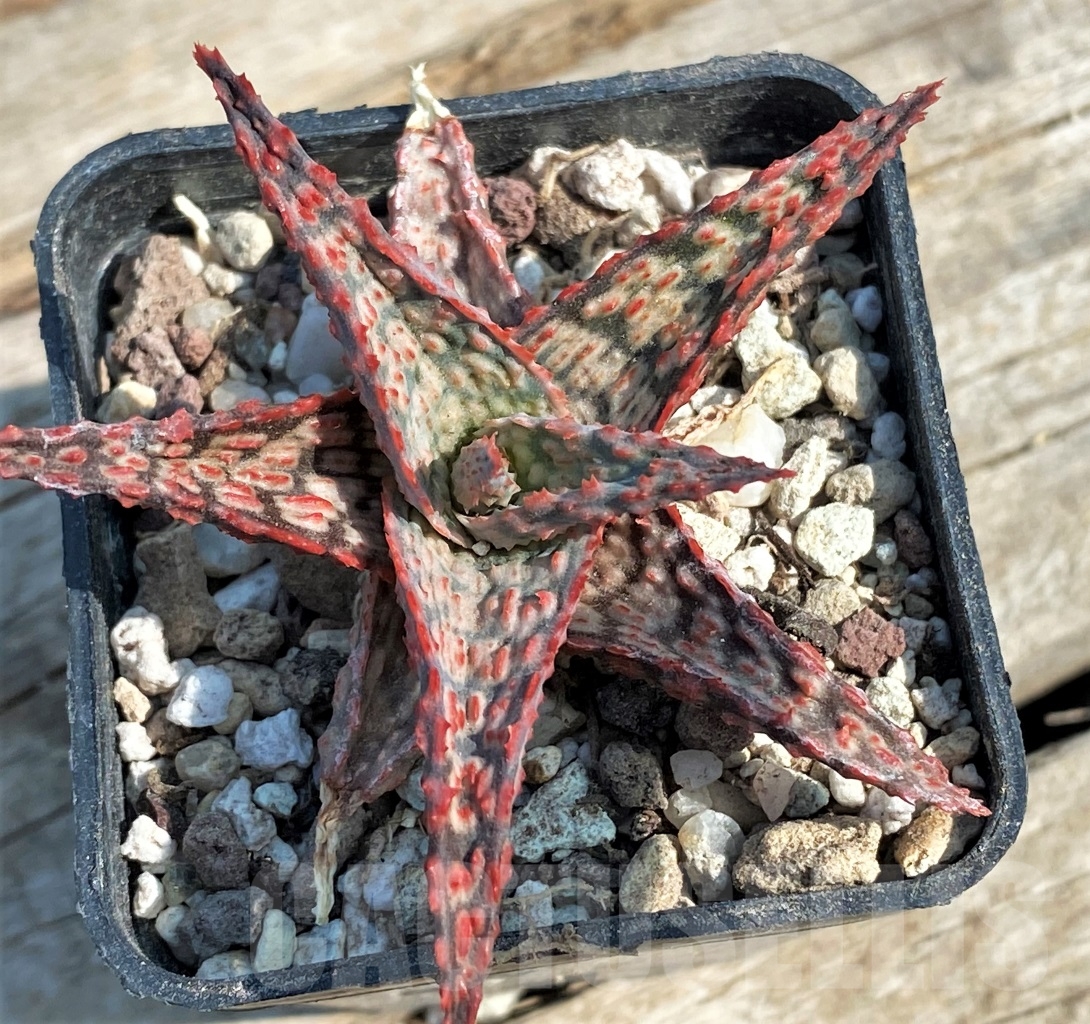 SHPR12948 Aloe hybrid - Image 2