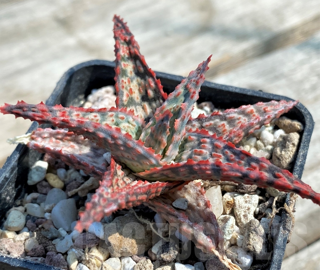 SHPR12948 Aloe hybrid - Image 3