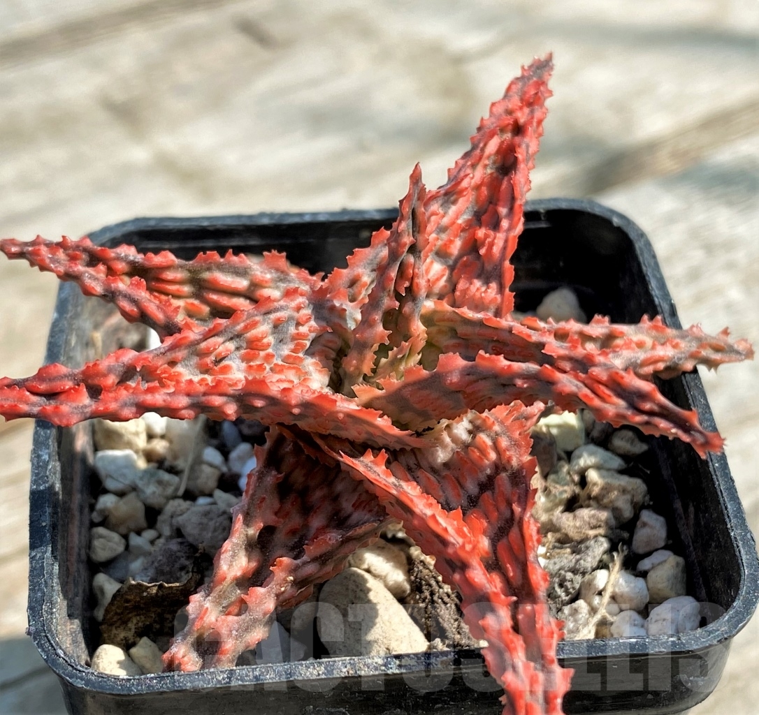SHPR12949 Aloe hybrid