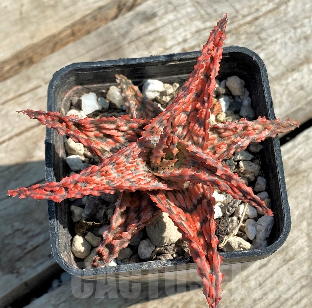 SHPR12949 Aloe hybrid - immagine 2