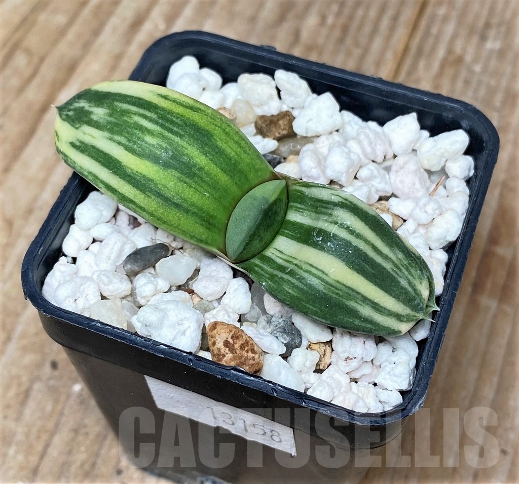 SHPR13158 Gasteria glomerata hybrid f.variegata - Image 2