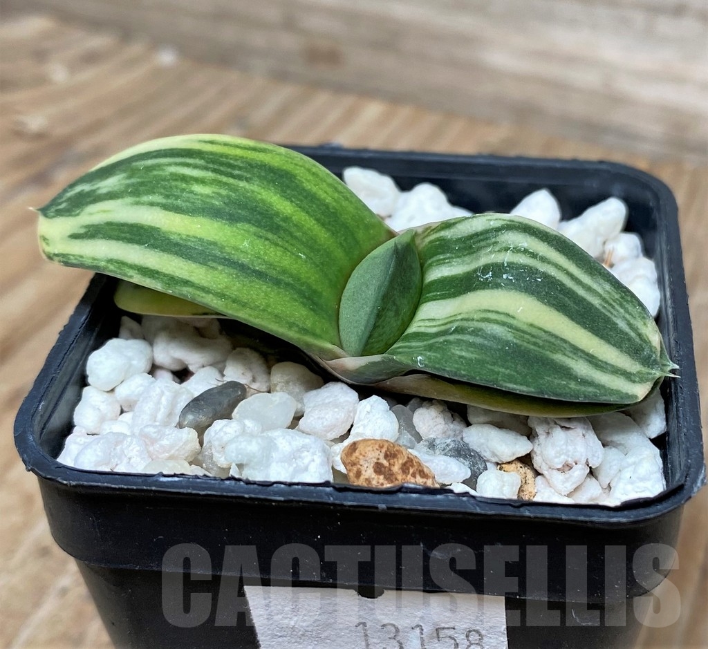 SHPR13158 Gasteria glomerata hybrid f.variegata
