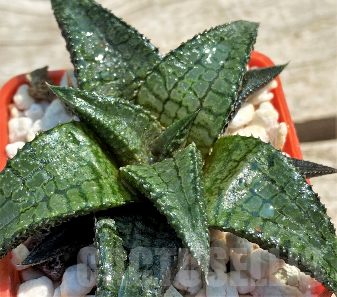 SHPR12961 Haworthia tessellata x koelmaniorum