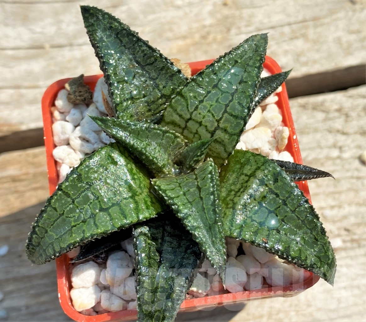 SHPR12961 Haworthia tessellata x koelmaniorum - Imagen 2