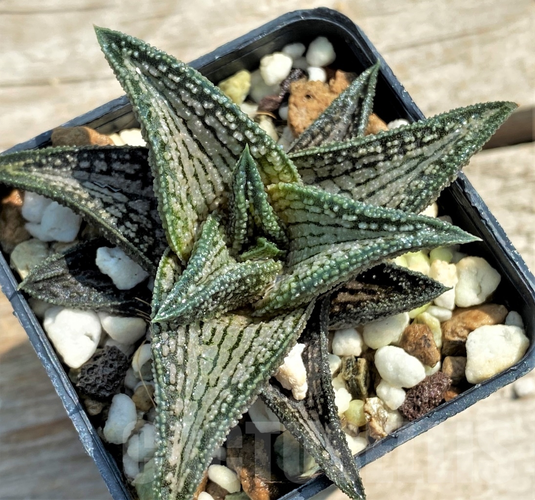 SHPR12962 Haworthia 'Kintaikyo' - Image 2
